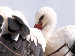 Cigognes au nid en Alsace - Photo B.R.